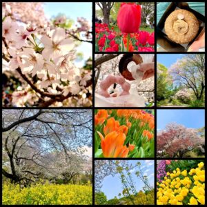立川昭和記念公園　チューリップと桜