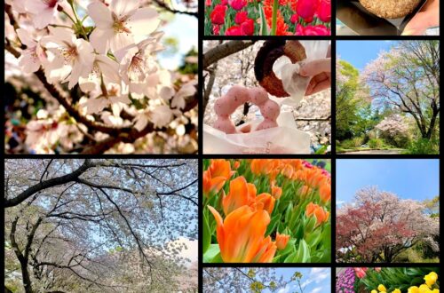 立川昭和記念公園　チューリップと桜