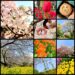 立川昭和記念公園　チューリップと桜